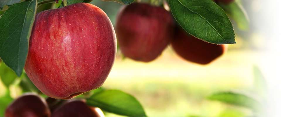 organic apple puree