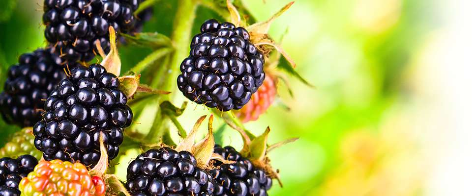 blackberry puree