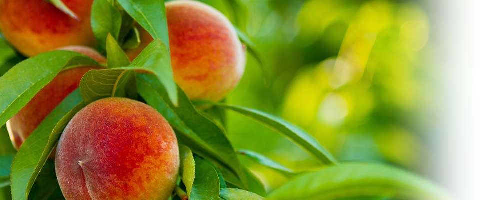 peach puree concentrate