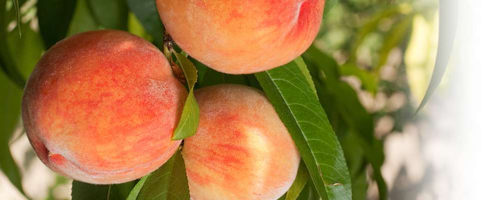 peach puree