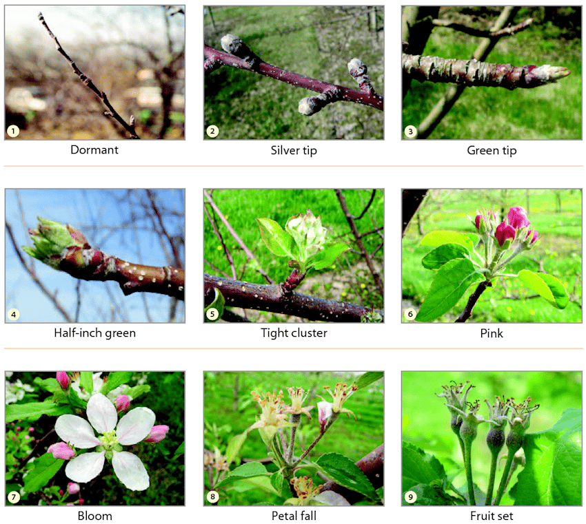 Apple Bloom Cycles and Harvest Predictors