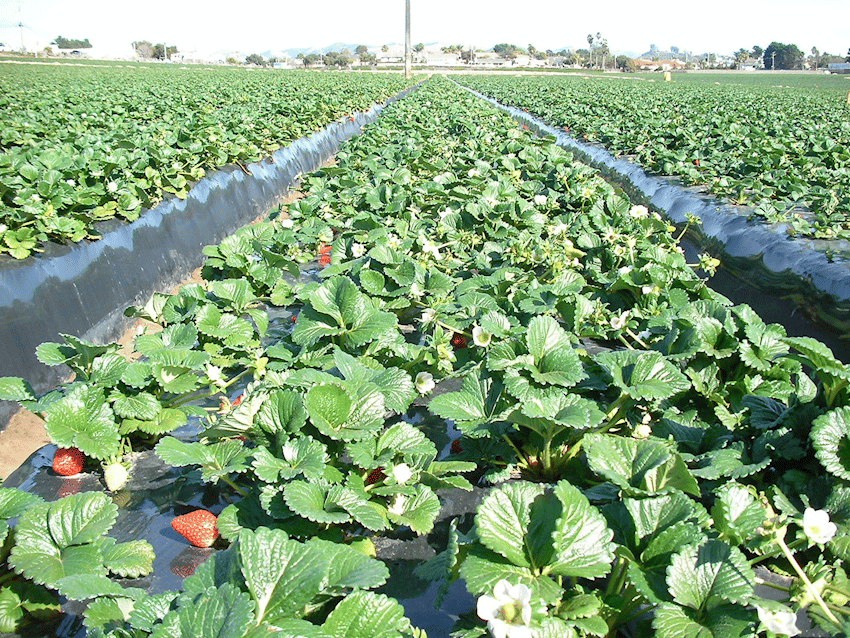 California Strawberry Production - March 8, 2018